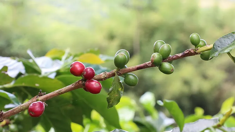 Granos de café maduros en la rama de un cafeto en Colombia