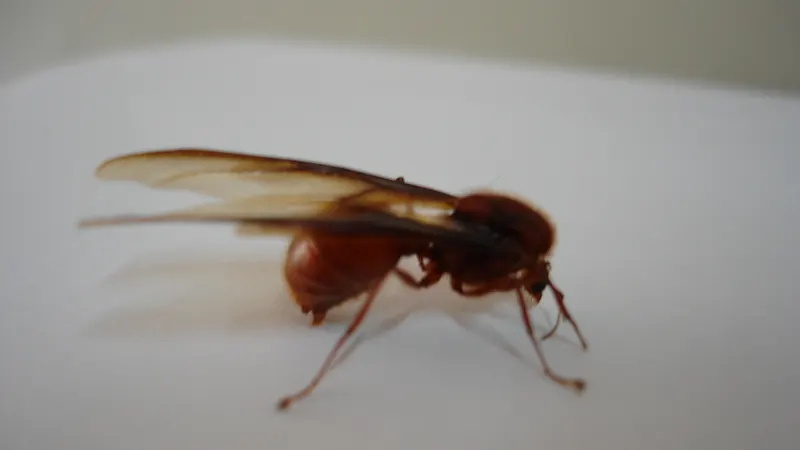 Hormiga culona, insecto tradicional de la gastronomía santandereana